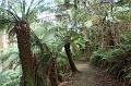 Tree fern gully, Pirianda Gardens IMG_7227